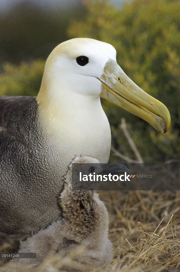 Saludó a padre de albatros de (Galápagos Phoebastria irrorata) custodiando el joven polluelo, Punta 