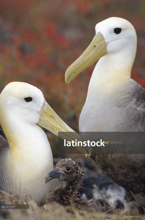 Agitaban Albatros de (Galápagos Phoebastria irrorata) par guardar joven chick Punta Cevallos, isla e