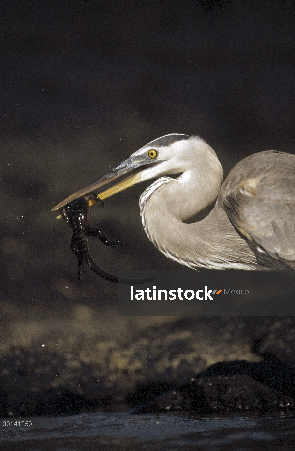 Garza de gran azul (Ardea herodias) depredando crías Iguana marina (Amblyrhynchus cristatus), Punta 