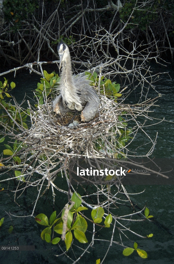 Garza de gran azul (Ardea herodias) anidan en los manglares, Bahía de la Academia, isla de Santa Cru