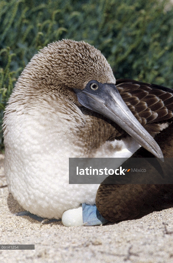 Blue-footed Booby (Sula nebouxii) mujer incubando huevos con pies palmeados, Isla Seymour, Islas Gal