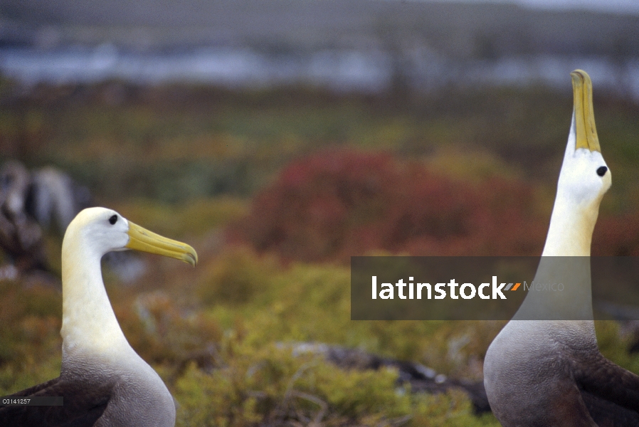 Agitado Albatros de (Galápagos Phoebastria irrorata) cortejo secuencia, Punta Cevallos, isla español