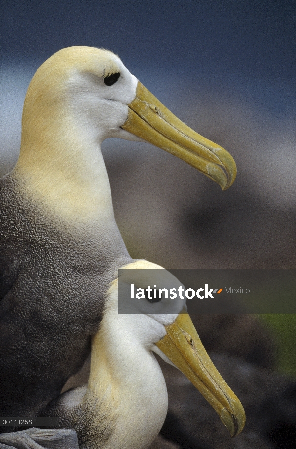 Agitaban Albatros de (Galápagos Phoebastria irrorata) apareamiento, Punta Cevallos, isla española, G