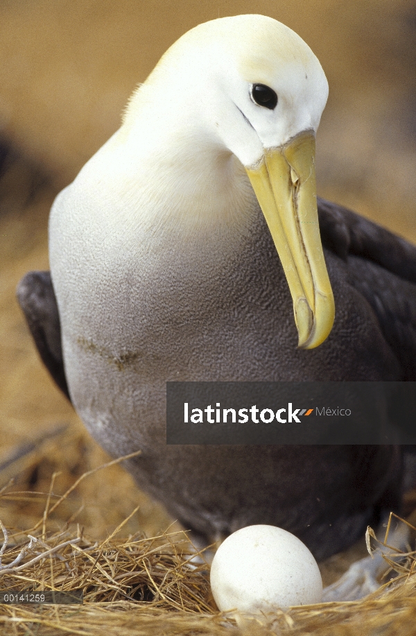 Agitaban Albatros de (Galápagos Phoebastria irrorata) incubando el huevo solo, Punta Cevallos, isla 