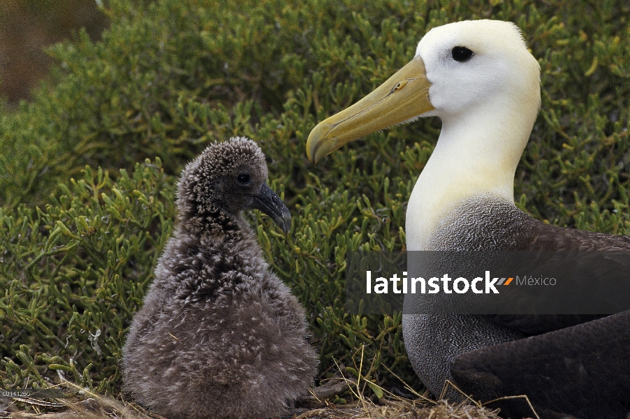 Saludó chick joven guardián del Albatros de (Galápagos Phoebastria irrorata), Punta Cevallos, isla e