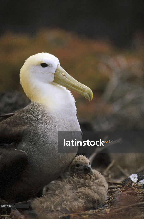 Saludó chick joven guardián del Albatros de (Galápagos Phoebastria irrorata), Punta Cevallos, isla e