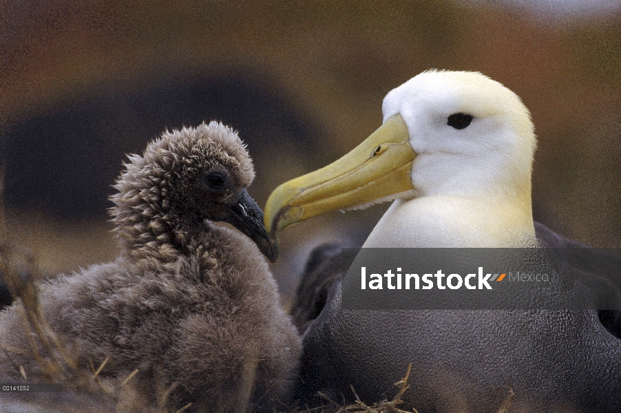 Saludó chick joven guardián del Albatros de (Galápagos Phoebastria irrorata), Punta Cevallos, isla e