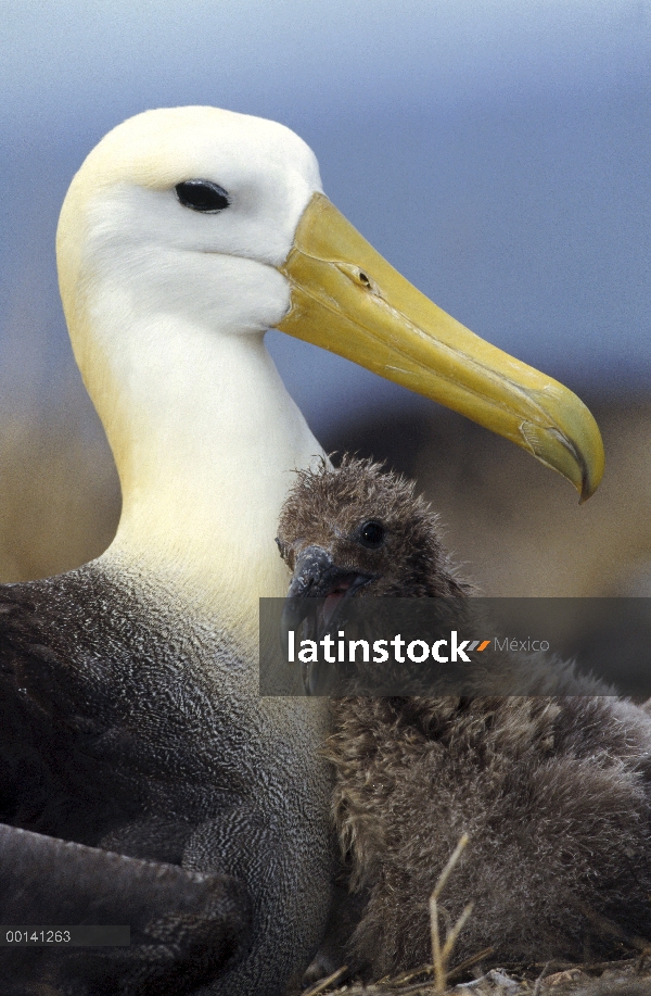 Saludó chick joven guardián del Albatros de (Galápagos Phoebastria irrorata), Punta Cevallos, isla e