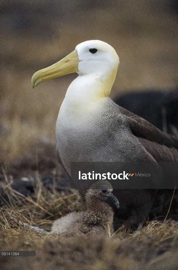 Saludó chick joven guardián del Albatros de (Galápagos Phoebastria irrorata), Punta Cevallos, isla e