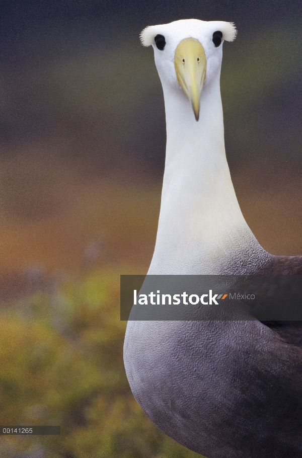 Agitaban Albatros de (Galápagos Phoebastria irrorata) adulto en la colonia de anidación, Punta Ceval