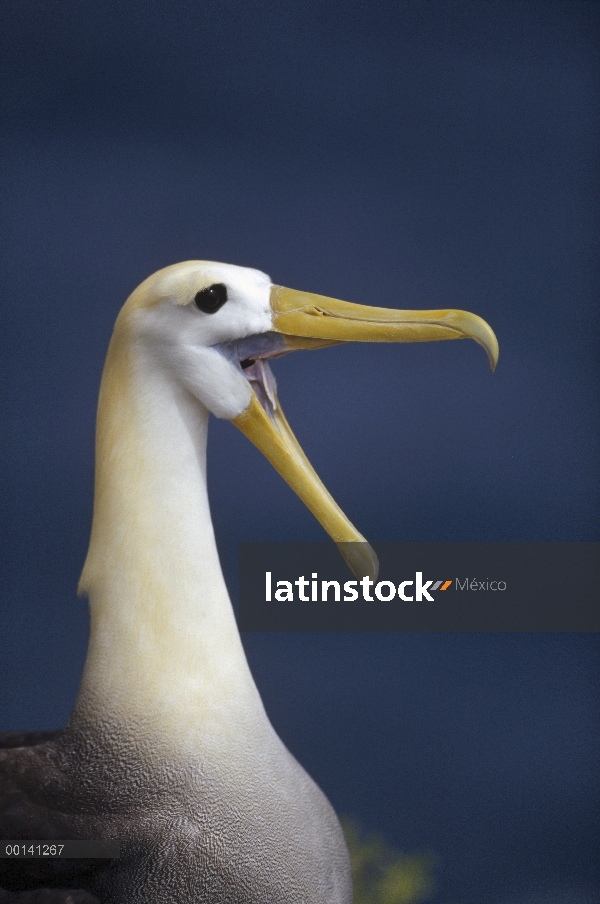 Exhibición de cortejo de albatros de (Galápagos Phoebastria irrorata) agitado, Punta Cevallos, isla 