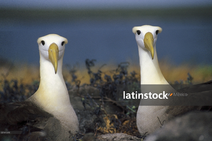 Saludó par de (Galápagos Phoebastria irrorata) Albatros, Punta Cevallos, isla española, Galápagos, E