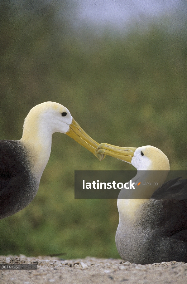 Agitaban Albatros (Phoebastria irrorata) par Unión, Punta Cevallos, isla española, Galápagos, Ecuado