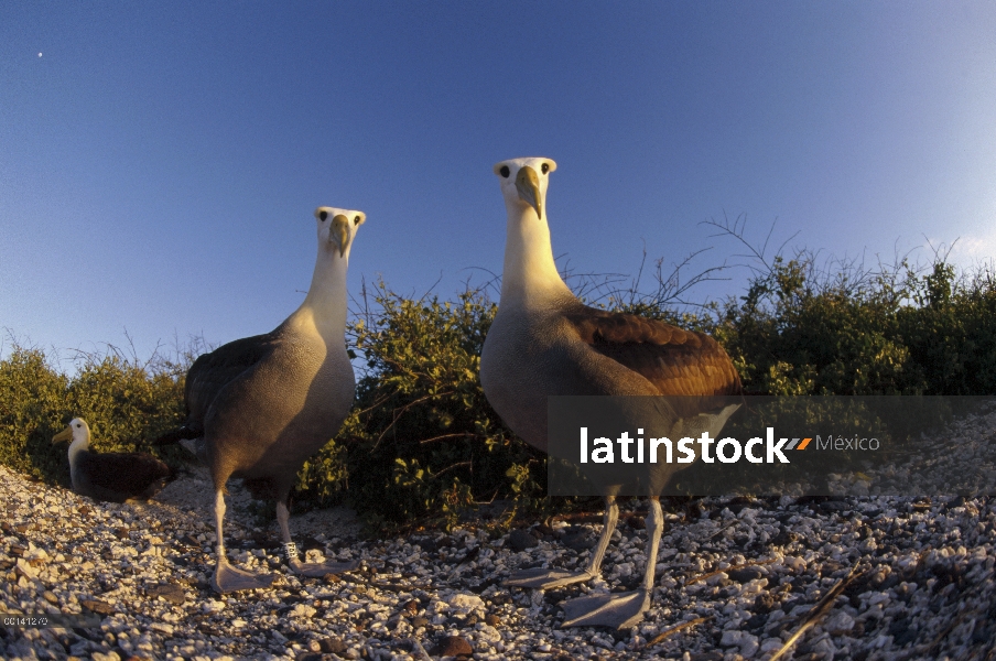 Agitado (Phoebastria irrorata) par de Albatros en la colonia de anidación, Punta Cevallos, isla espa