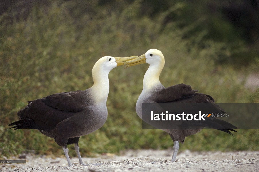 Agitado (Phoebastria irrorata) par de Albatros en la colonia de anidación, Punta Cevallos, isla espa