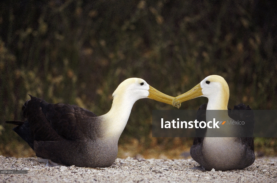 Agitaban Albatros (Phoebastria irrorata) par Unión, Punta Cevallos, isla española, Galápagos, Ecuado