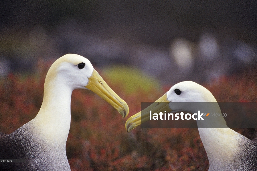 Agitado Albatros de (Galápagos Phoebastria irrorata) cortejo secuencia, Punta Cevallos, isla español