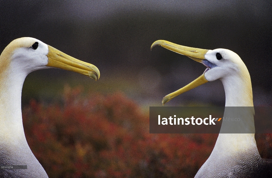 Agitado Albatros de (Galápagos Phoebastria irrorata) cortejo secuencia, Punta Cevallos, isla español