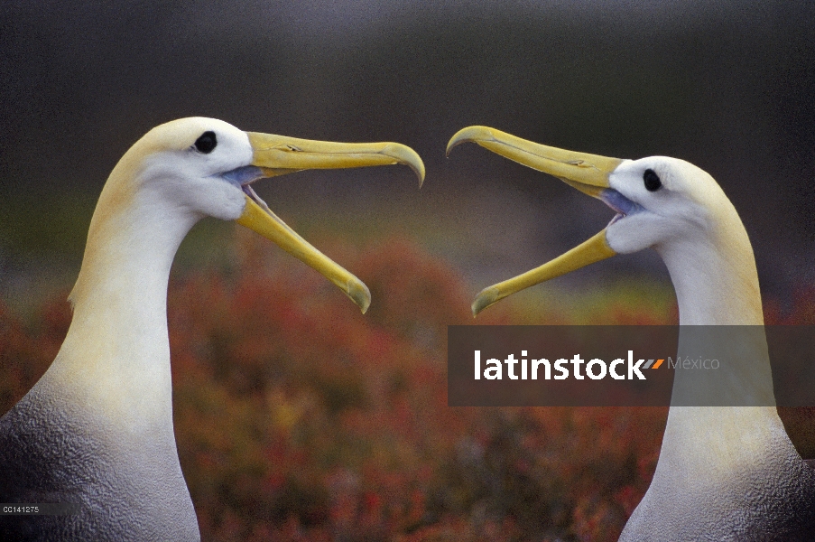 Agitado Albatros de (Galápagos Phoebastria irrorata) cortejo secuencia, Punta Cevallos, isla español