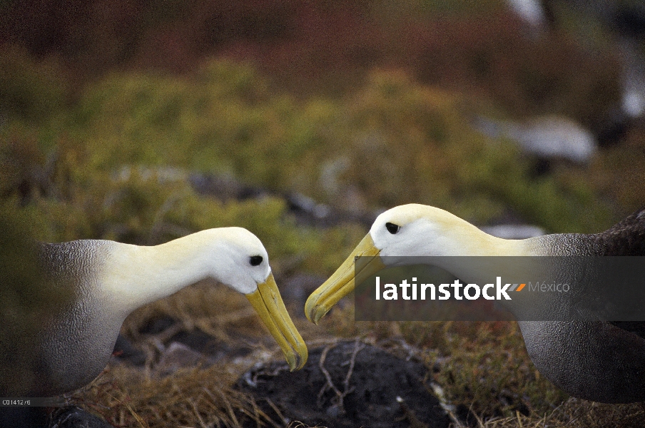 Agitado Albatros de (Galápagos Phoebastria irrorata) cortejo secuencia, Punta Cevallos, isla español