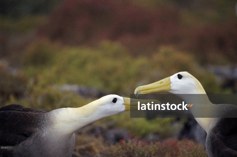 Agitado Albatros de (Galápagos Phoebastria irrorata) cortejo secuencia, Punta Cevallos, isla español