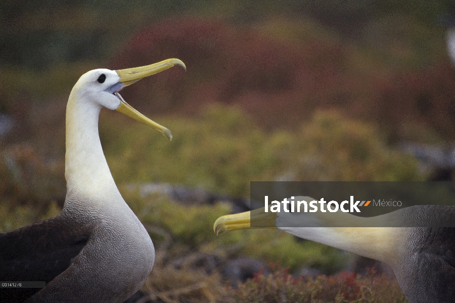 Agitado Albatros de (Galápagos Phoebastria irrorata) cortejo secuencia, Punta Cevallos, isla español