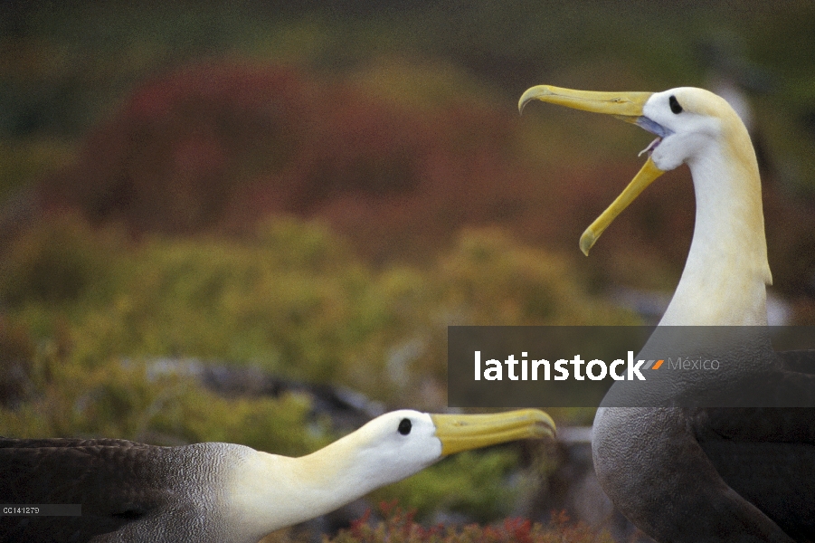 Agitado Albatros de (Galápagos Phoebastria irrorata) cortejo secuencia, Punta Cevallos, isla español