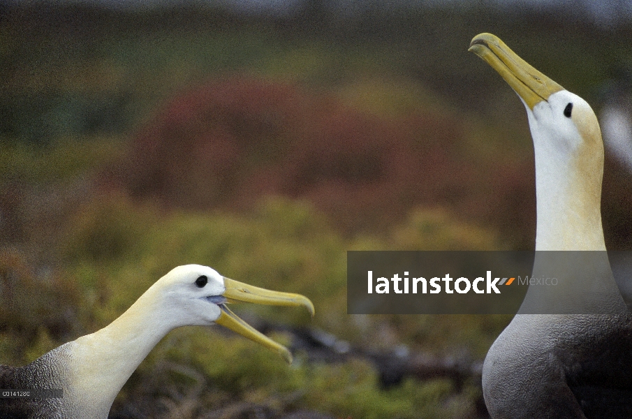 Agitado Albatros de (Galápagos Phoebastria irrorata) cortejo secuencia, Punta Cevallos, isla español