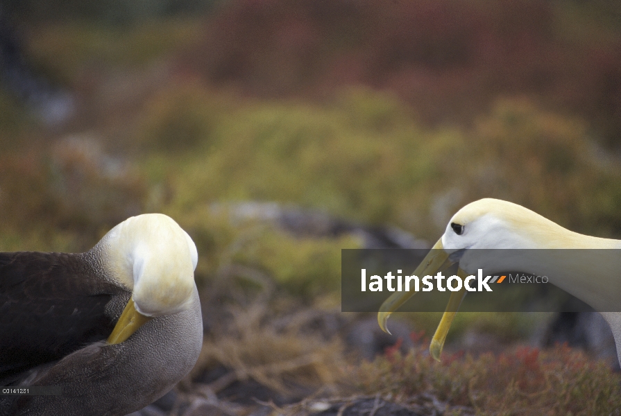 Agitado Albatros de (Galápagos Phoebastria irrorata) cortejo secuencia, Punta Cevallos, isla español