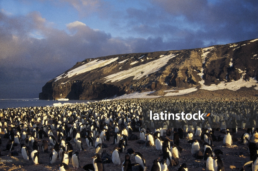 Pingüino de Adelia (Pygoscelis adeliae) Colonia denso en planicie volcánica a finales del verano, de