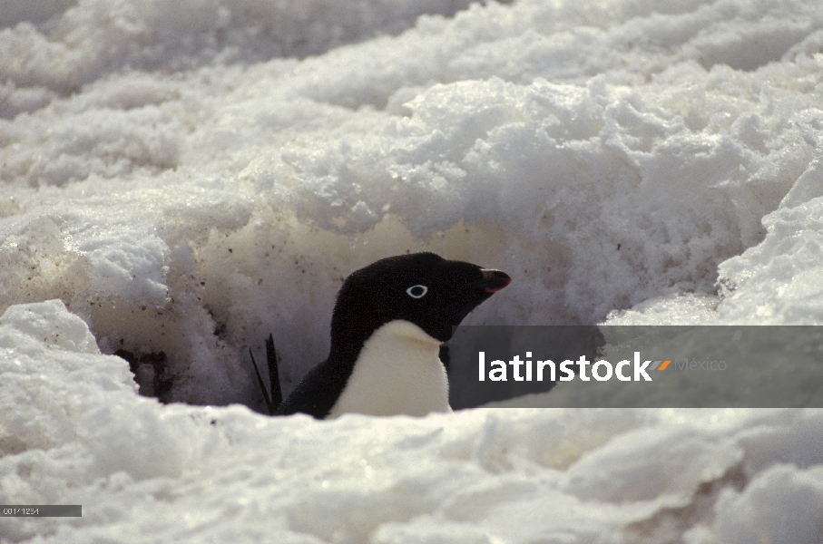 Pingüino de Adelia (Pygoscelis adeliae) incubación adulto nevado en el nido, Isla Petermann, Antárti