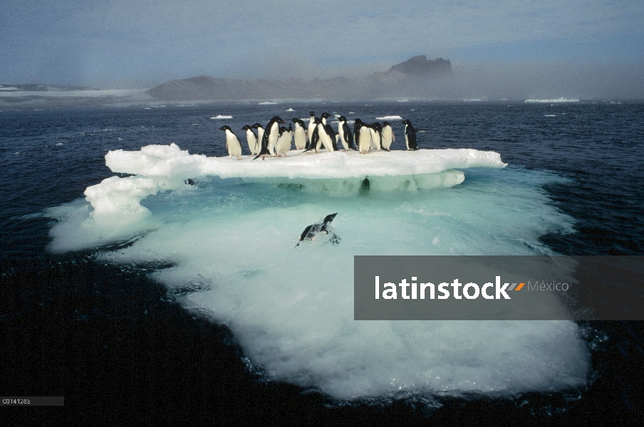 Pingüino de Adelia (Pygoscelis adeliae) apiñamiento en la fusión verano témpano de hielo, isla de la