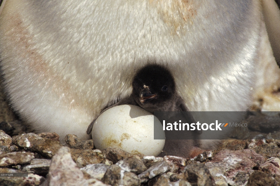 Pingüino de Adelia (Pygoscelis adeliae) polluelo recién eclosionada, segundo huevo pipping, Peterson