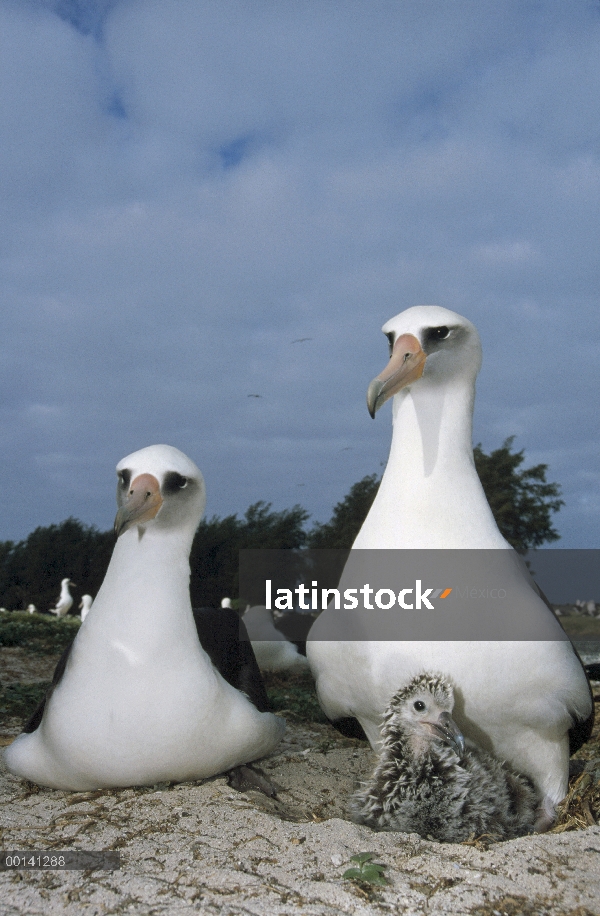 Padres de albatros de Laysan (Phoebastria immutabilis) intercambio de chick guardar funciones, Atoló