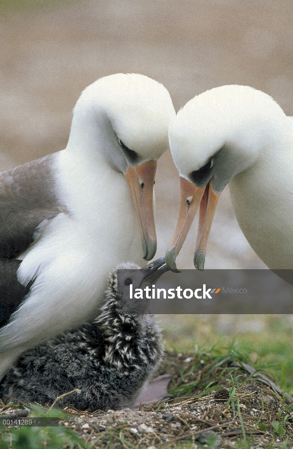 Padres de albatros de Laysan (Phoebastria immutabilis) intercambio de chick guardar funciones, Atoló