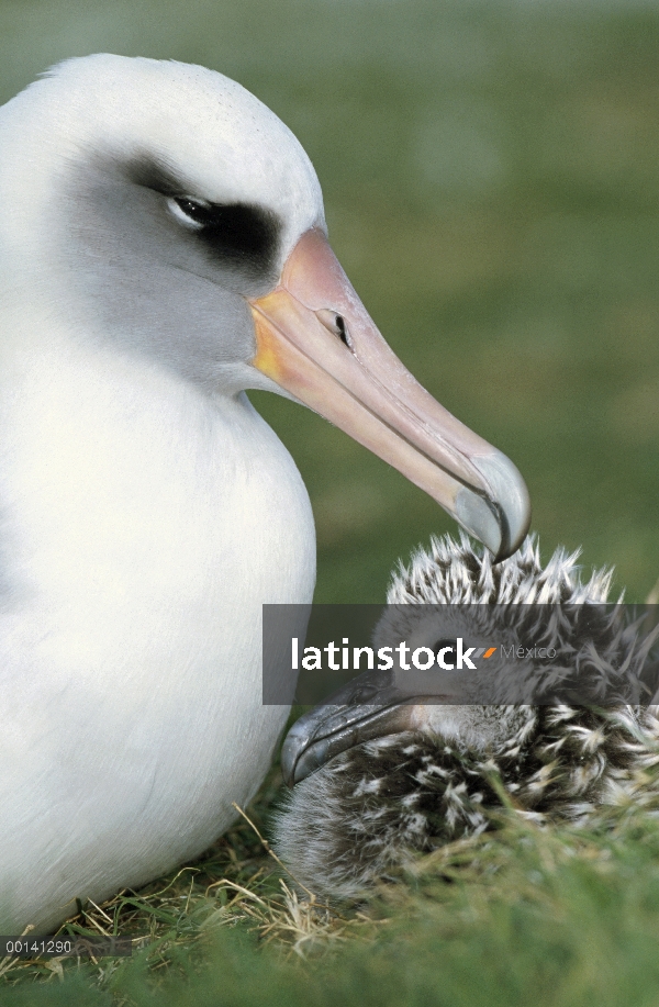 Albatros de Laysan (Phoebastria immutabilis) padres guardar chick joven, Atolón de Midway, Hawái