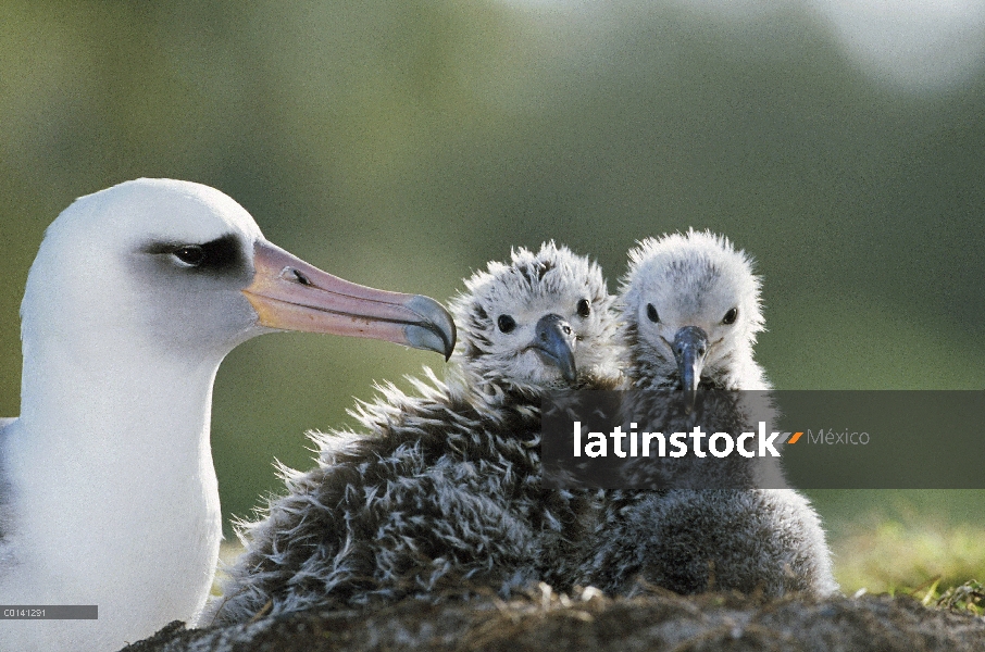 Pollo de albatros de Laysan (Phoebastria immutabilis) invasión de los vecinos de nido, Atolón de Mid