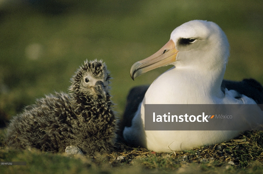 Albatros de Laysan (Phoebastria immutabilis) los padres guardar chick joven, Atolón de Midway, Hawái