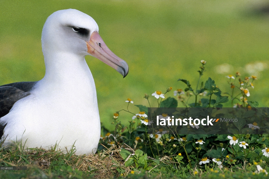 Adulto de albatros de Laysan (Phoebastria immutabilis) anidando entre introdujo las malas hierbas, A