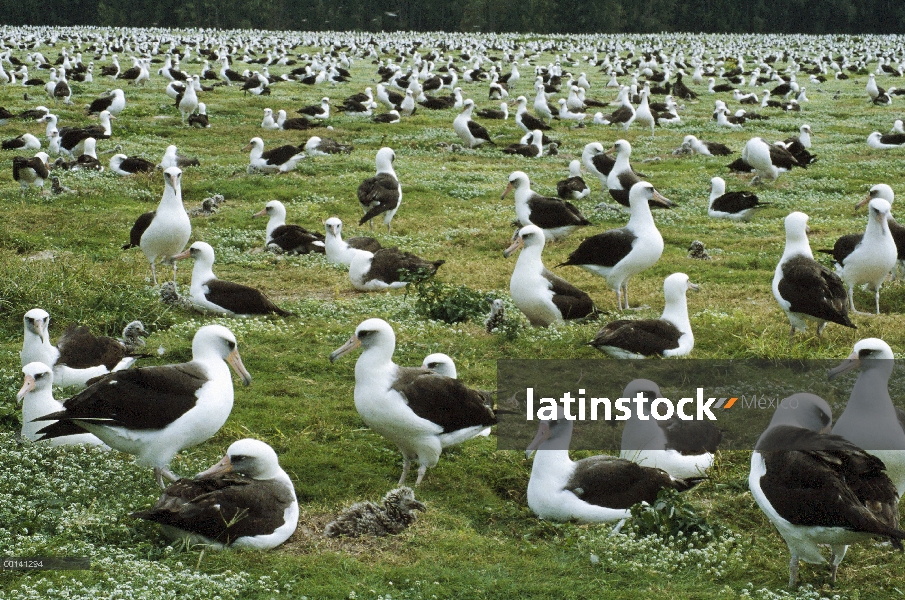 Albatros de Laysan (Phoebastria immutabilis) anidación de la Colonia, Atolón de Midway, Hawái