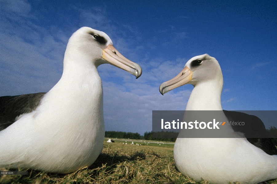 Par adultos de albatros de Laysan (Phoebastria immutabilis) no cría en Colonia periferia, Atolón de 