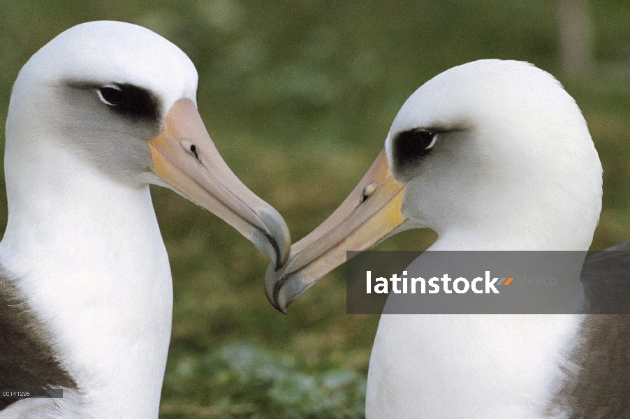 Albatros de Laysan (Phoebastria immutabilis) par vinculación, Atolón de Midway, Hawái