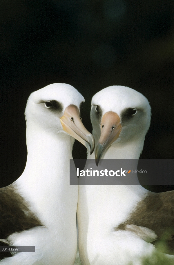 Albatros de Laysan (Phoebastria immutabilis) par vinculación, Atolón de Midway, Hawái