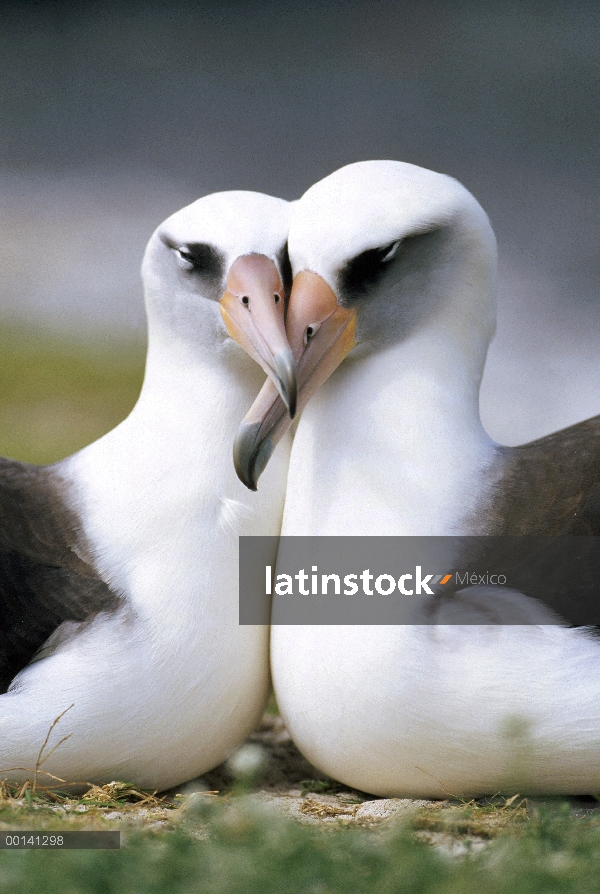 Albatros de Laysan (Phoebastria immutabilis) par vinculación, Atolón de Midway, Hawái