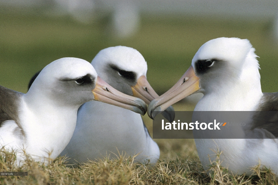 Albatros de Laysan (Phoebastria immutabilis) gamming grupo, Midway Atoll, Hawaii