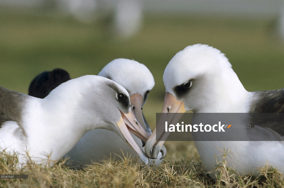 Albatros de Laysan (Phoebastria immutabilis) gamming grupo, Midway Atoll, Hawaii