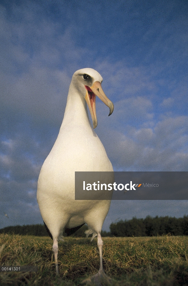 Danza de cortejo de albatros de Laysan (Phoebastria immutabilis), Atolón de Midway, Islas de sotaven