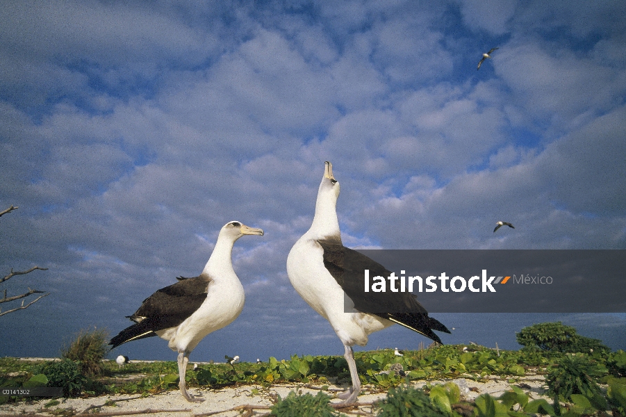 Danza de cortejo de albatros de Laysan (Phoebastria immutabilis), Atolón de Midway, Islas de sotaven