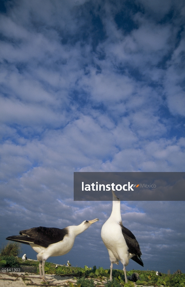 Danza de cortejo de albatros de Laysan (Phoebastria immutabilis), Atolón de Midway, Islas de sotaven