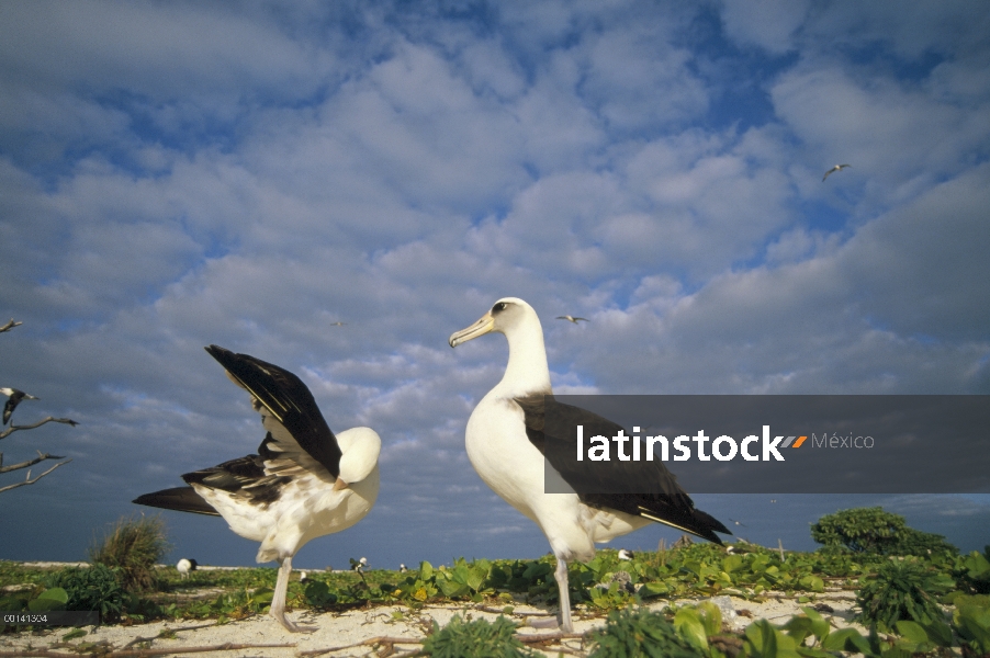 Danza de cortejo de albatros de Laysan (Phoebastria immutabilis), Atolón de Midway, Islas de sotaven